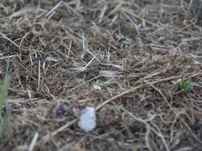 �Naturalmente� non c�� nessuna fontanella (n� per gli animali n� per gli umani) e su tutta l�area spuntano dal terreno i forasacchi: spighe che possono infilarsi facilmente nel pelo per poi avanzare nella pelle causando infezioni agli animali